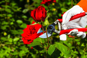 园丁的手皮革保护手套哪一个切割从红色的玫瑰专业花园修枝剪