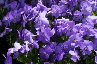 甜蜜的紫色的紫罗兰色的花甜蜜的紫色的紫罗兰色的花违反了科努塔特写镜头完整的框架阳光和与雨滴
