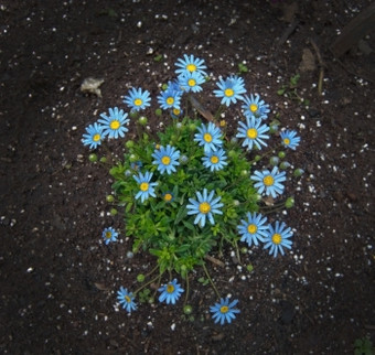 蓝色的春天花菊科花圃马略卡岛4月