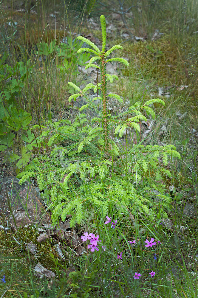 小新鲜的绿色冷杉树与紫色的花森林瑞典小新鲜的绿色冷杉树与紫色的花