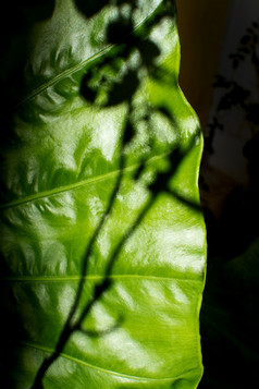 大绿色叶与植物影子细节摘要有机特写镜头背景纹理大绿色叶与植物影子细节