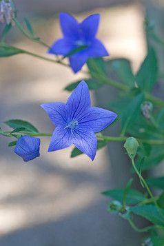 宏蓝色的气球花platycodongrandiflorus与散景背景软阳光宏蓝色的气球花platycodongrandiflorus与散景