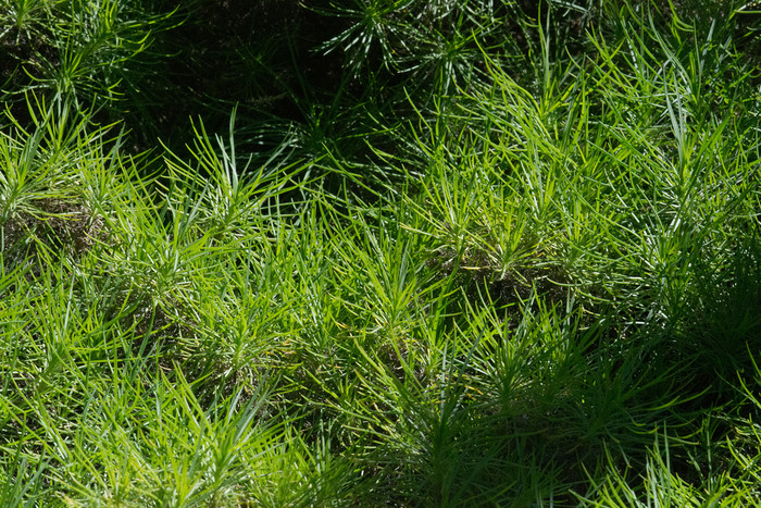 绿色长满草的植物树木流行马略卡岛西班牙绿
