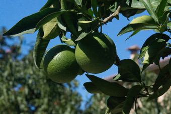 绿色<strong>橙子</strong>成熟的树特写镜头阳光明媚的下午马略卡岛西班牙绿色<strong>橙子</strong>成熟的树特写镜头