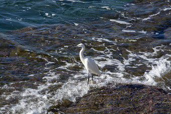白色白鹭鸟岩石沿海地面的海马略卡岛西班牙白色白鹭鸟岩石沿海地面