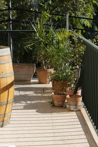郁郁葱葱的绿色阳台与酒桶手掌和其他植物Terracotta锅酒桶马略卡岛西班牙郁郁葱葱的绿色阳台与酒桶手掌和其他植物