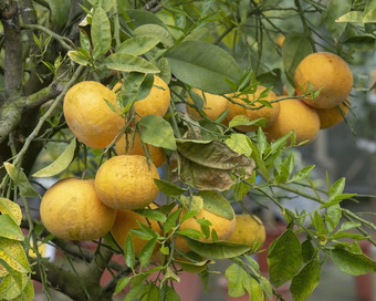 丰富橙子树特写镜头马略卡岛西班牙丰富橙子树
