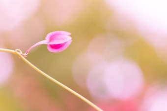 古董风格珊瑚他<strong>来了</strong>植物与模糊背景