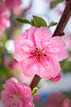 盛开的粉红色的李子开花与滴