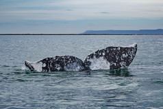 灰色的鲸鱼rsquo尾巴以上的水表面三伊格纳西奥环礁湖的海科尔特斯低加州