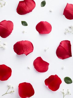 对比背景与红色的玫瑰花瓣白色平躺