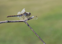 美丽的蜻蜓坐在干分支背景草美丽的蜻蜓坐在干分支背景草