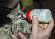 婴儿麝猫猫得到牛奶从的瓶人类