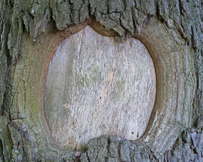 背景老树树皮自然就像框架