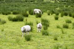 羊放牧场与绿色草