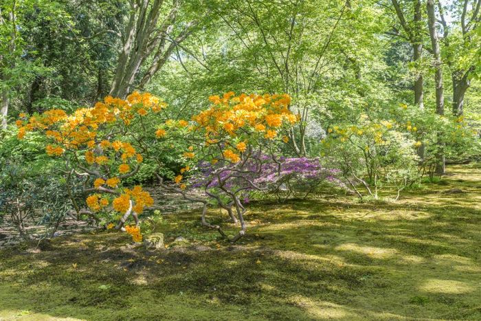 美丽花园公园clingendael荷兰这公共开放公园与美丽花和植物杜鹃花和杜鹃花和日本花园公园clingendael的黑格荷兰