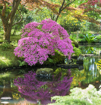 美丽花园公园clingendael荷兰与杜鹃花与水反射这公共开放公园与美丽花和植物杜鹃花和杜鹃花和日本花园粉红色的杜鹃花与水反射