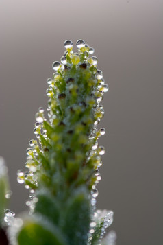 露水滴花味蕾春天