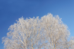 皇冠桦木树覆盖与白霜蓝色的天空背景