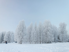 国家冬天景观桦木树覆盖与白霜人走旅游复杂的马利耶科莱附近阿尔汉格尔斯克的俄罗斯