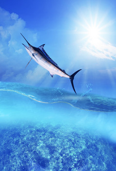 蓝色的海洋鱼飞行在海水水平