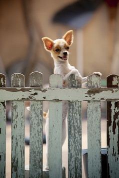 有趣的脸波美拉尼亚的狗攀爬木栅栏首页郊游出一边老板首页可爱的宠物动物狗