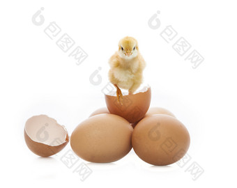 新出生黄色的<strong>小鸡</strong>破碎的蛋壳看相机孤立的白色背景使用为多用途动物孩子可爱的可爱的