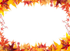 秋天框架枫木叶子和粗暴地橙色黄色的和红色的颜色的whitebackground