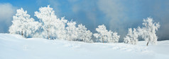 仙女冬天景观雪树覆盖霜白色草地覆盖与雪与蓝色的天空