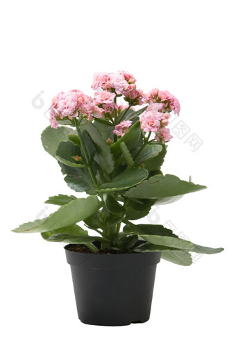 粉红色的<strong>长寿花植物</strong>孤立的白色背景