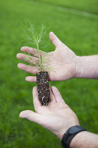 洛奇波兰松幼苗种植者饱经风霜的anr弄脏手与成千上万的人幼苗的背景专项为植树造林项目的植树造林行业部分的全球气候变暖解决方案