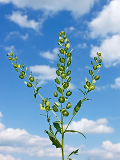 场Pennycress植物的背景多云的天空科学的名字斯拉皮阿文斯芥末家庭十字花科