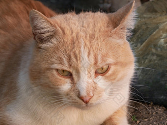 成熟的大红色的猫肖像在户外特写镜头红色的猫肖像在户外红色的猫肖像在户外