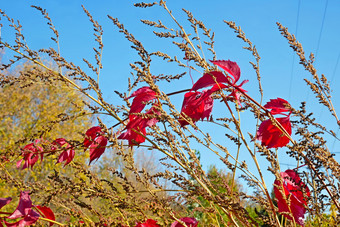 明亮的红色的藤本植物叶子干草可爱的秋天<strong>万里</strong>无云的一天