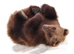 毛茸茸的阿拉斯加熊幼崽玩雪