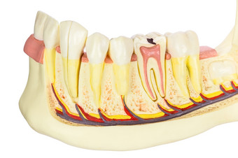 人类下巴模型与牙齿孤立的白色背景