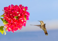 飞行蜂鸟徘徊中期空气前面红色的花