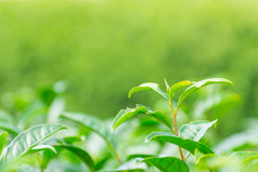 软茶种植园的早....完美的为使软饮料水和茶软茶种植园