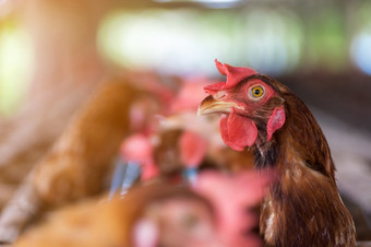 母鸡和鸡蛋鸡农场笼子里关闭鸡行业软焦点高iso母鸡和鸡蛋鸡农场