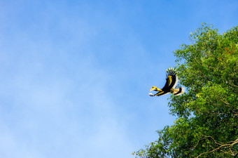 底视图飞行伟大的犀鸟Bucerosbicorniskaeng克拉昌国家公园佛丕府泰国飞行伟大的犀鸟