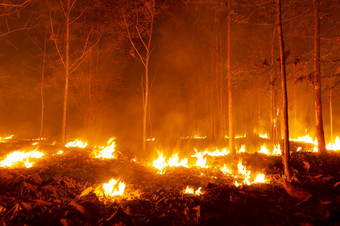 <strong>森林</strong>火野火燃烧树红色的和橙色颜色晚上的<strong>森林</strong>晚上北泰国<strong>森林</strong>火野火