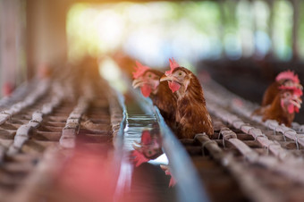 母鸡和鸡蛋鸡农场笼子里关闭鸡行业软焦点高iso母鸡和鸡蛋鸡农场