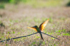 美丽的蓝食蜂鸟梅罗普斯菲利皮努斯飞行与绿色背景自然模糊以上的草地佛丕府泰国蓝食蜂鸟