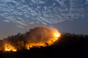森林火野火燃烧树红色的和橙色颜色晚上的森林山北泰国软焦点森林火野火