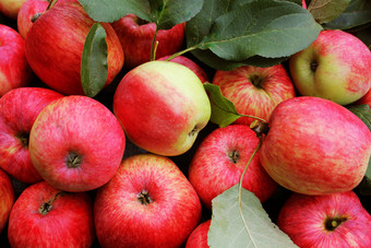 背景与新鲜的红色的苹果前视图背景与新鲜的红色的苹果前视图