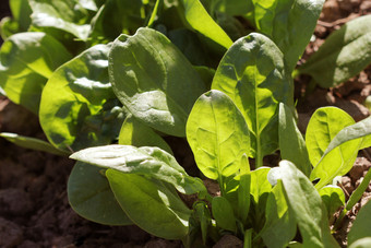 年轻的叶子spinachsprouts菠菜日益增长的花园<strong>绿色</strong>芽年轻的<strong>绿色</strong>为沙拉年轻的叶子spinachsprouts菠菜日益增长的花园<strong>绿色</strong>芽年轻的<strong>绿色</strong>为沙拉