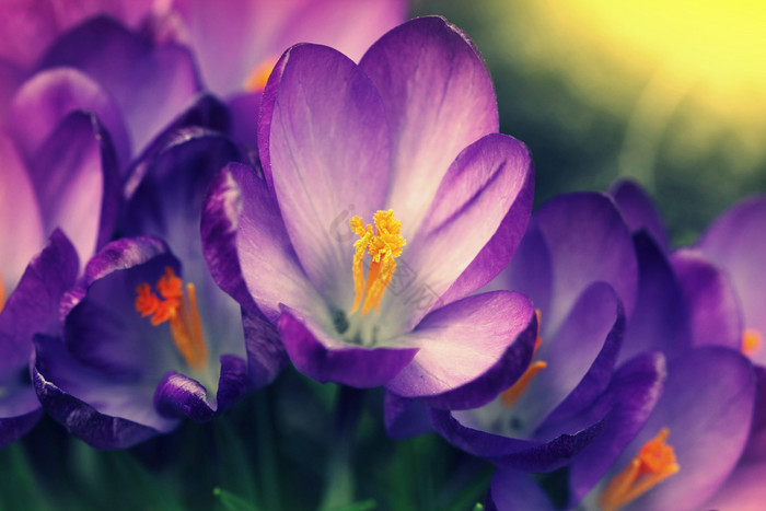 紫色的番红花属阳光明媚的春天一天番红花属