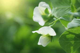 绿色(2008年)植物与白色花花园绿色(2008年)植物与白色花花园
