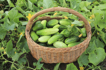新鲜的收获黄瓜篮子园艺背景与绿色植物新鲜的收获黄瓜篮子园艺背景与绿色植物