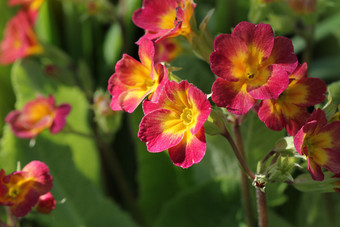 常年月见草报春的春天<strong>花</strong>园春天樱草<strong>花</strong>报春黄<strong>花</strong>九轮草的美丽的红色的颜色月见草<strong>花花</strong>园常年月见草报春的春天<strong>花</strong>园春天樱草<strong>花</strong>报春黄<strong>花</strong>九轮草的美丽的红色的颜色月见草<strong>花花</strong>园